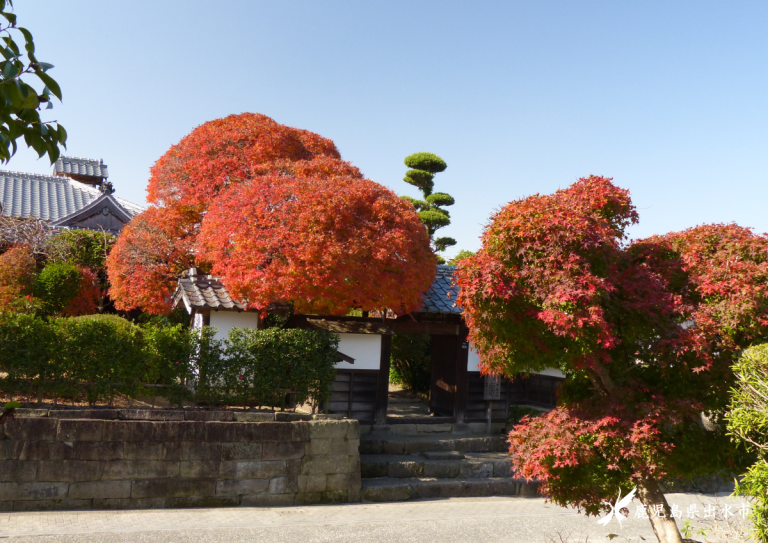 紅葉