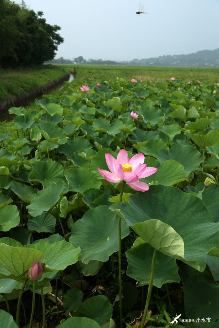 干拓の蓮