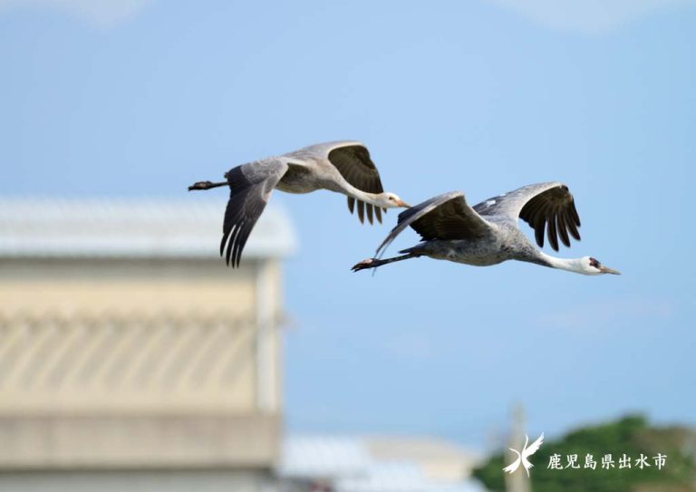 ツル観察センターと鶴