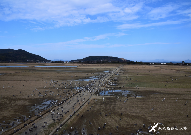 のびのびとしたツル達