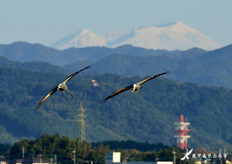 出水の空を舞う