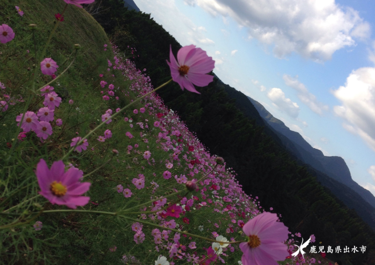 満開のコスモス