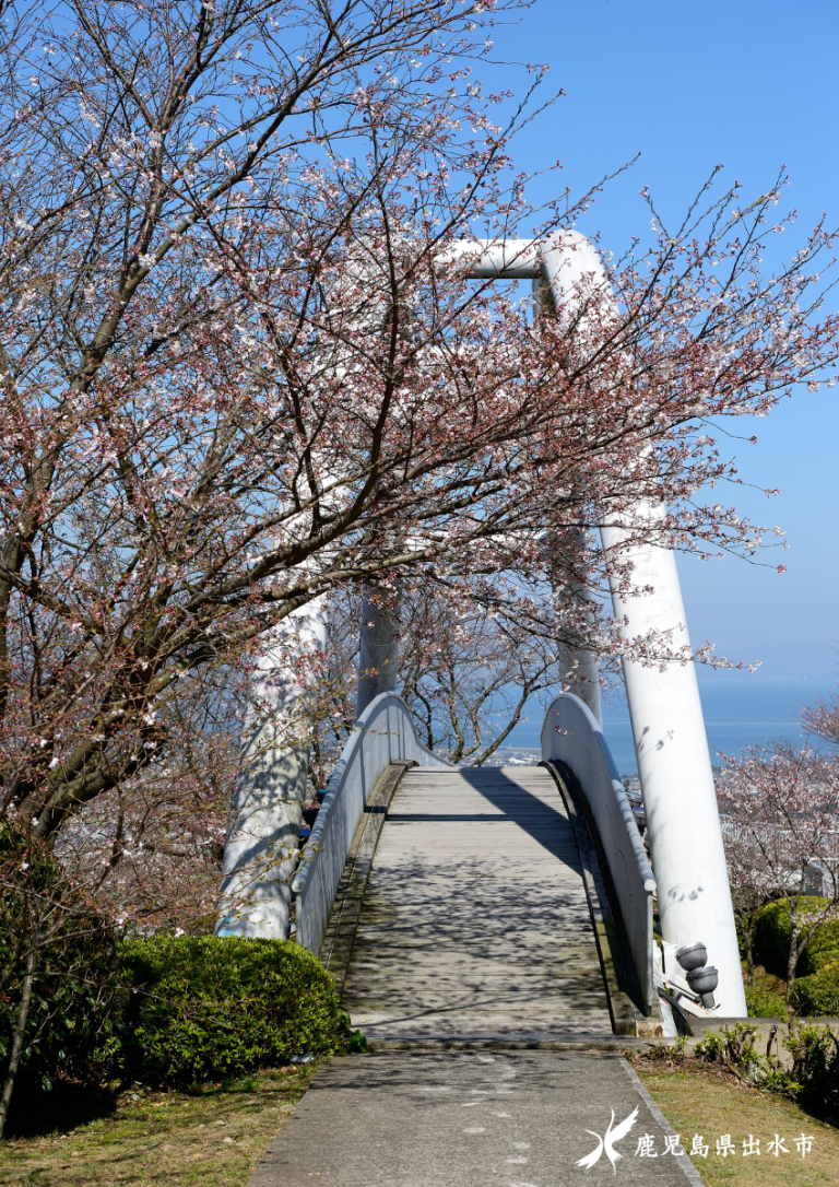 咲き始めた桜