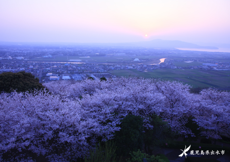 東光山　桜