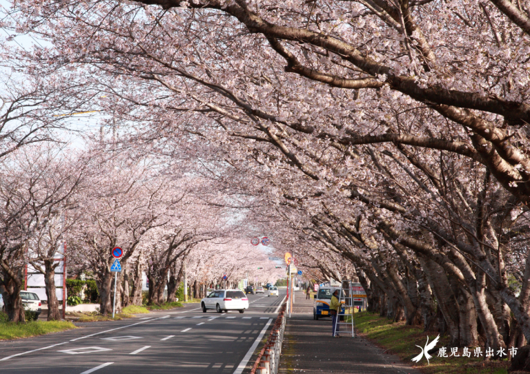 出水特攻碑桜の季節